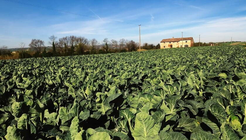 Robots cauliflower