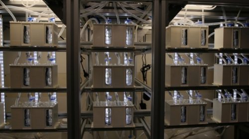 The living bricks that generate energy in the home